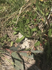 Senecio pinnatifolius alpinus