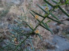 Acacia rupicola
