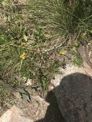 Senecio pinnatifolius alpinus