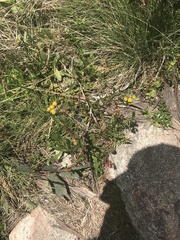 Senecio pinnatifolius alpinus