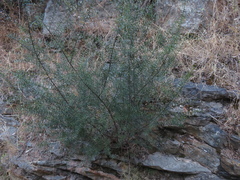 Acacia rupicola