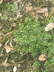 Asperula pusilla