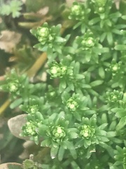 Asperula pusilla