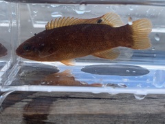 Tautogolabrus adspersus
