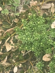 Asperula pusilla