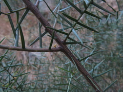 Acacia rupicola