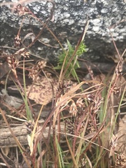 Luzula novae-cambriae