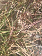 Luzula novae-cambriae