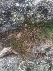 Luzula novae-cambriae