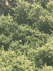 Graphium macleayanus