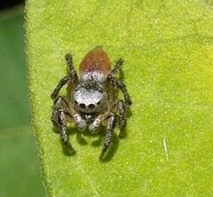 Habronattus decorus