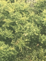 Graphium macleayanus