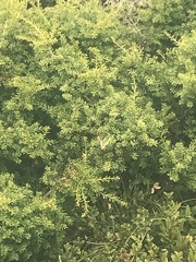 Graphium macleayanus