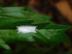 Harmochirus brachiatus