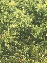 Graphium macleayanus