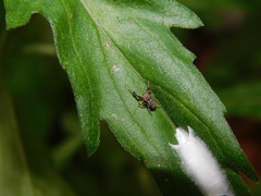 Harmochirus brachiatus