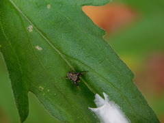 Harmochirus brachiatus