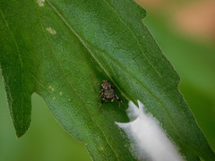 Harmochirus brachiatus