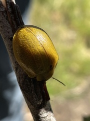 Paropsis augusta