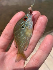 Lepomis marginatus
