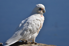 Cacatua