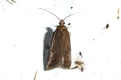 Phaeosaces apocrypta