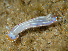 Goniobranchus setoensis