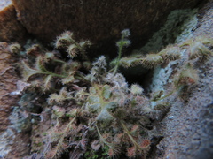 Asplenium subglandulosum