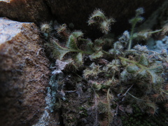 Asplenium subglandulosum