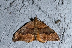 Hydriomena deltoidata