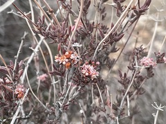 Eriogonum fasciculatum