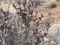 Eriogonum fasciculatum