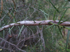 Acacia rupicola