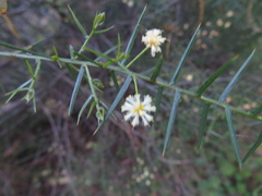 Acacia rupicola