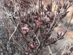 Eriogonum fasciculatum