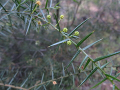 Acacia rupicola