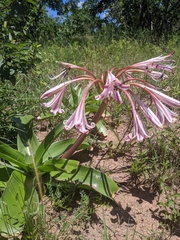 Crinum stuhlmannii delagoense