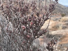 Eriogonum fasciculatum