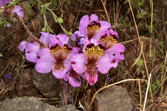 Alstroemeria magnifica