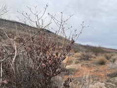Eriogonum fasciculatum