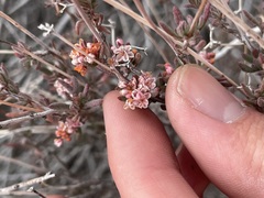 Eriogonum fasciculatum
