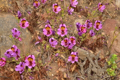 Alstroemeria magnifica