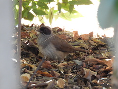 Pterorhinus perspicillatus
