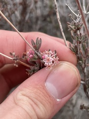 Eriogonum fasciculatum