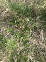 Plantago euryphylla