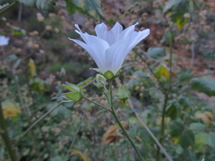 Malva weinmanniana