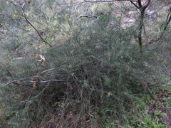 Acacia rupicola