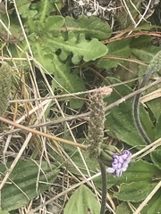 Plantago euryphylla