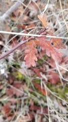 Quercus garryana breweri