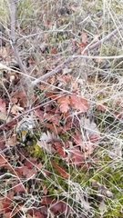 Quercus garryana breweri